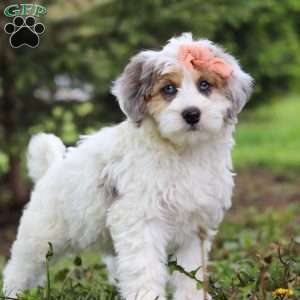 Missy, Mini Bernedoodle Puppy